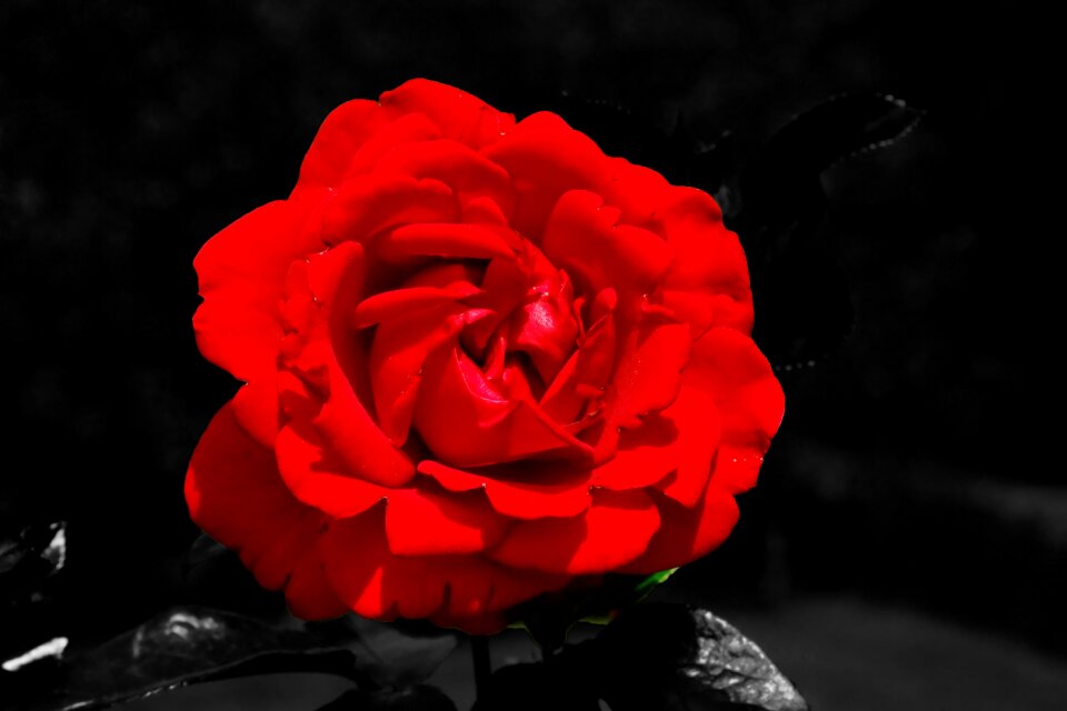 Red close up nature