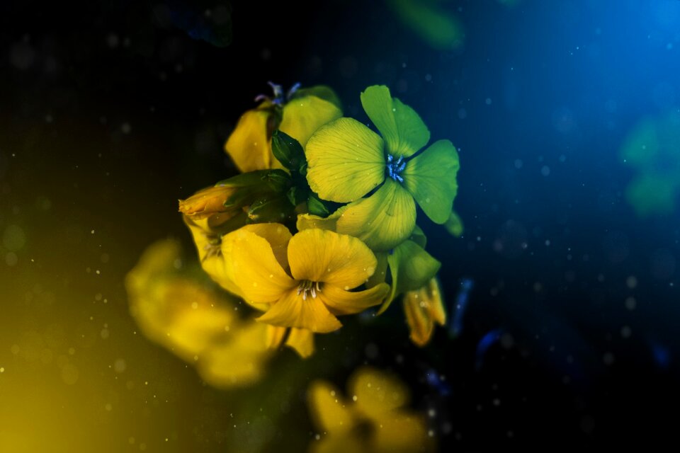Flowers visual composer colors