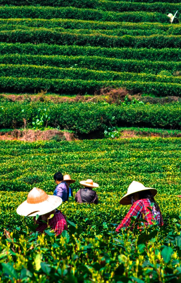 Plantation leaf asia