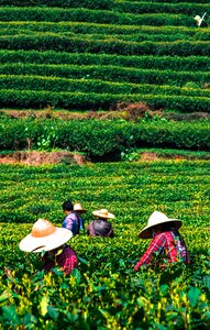 Plantation leaf asia