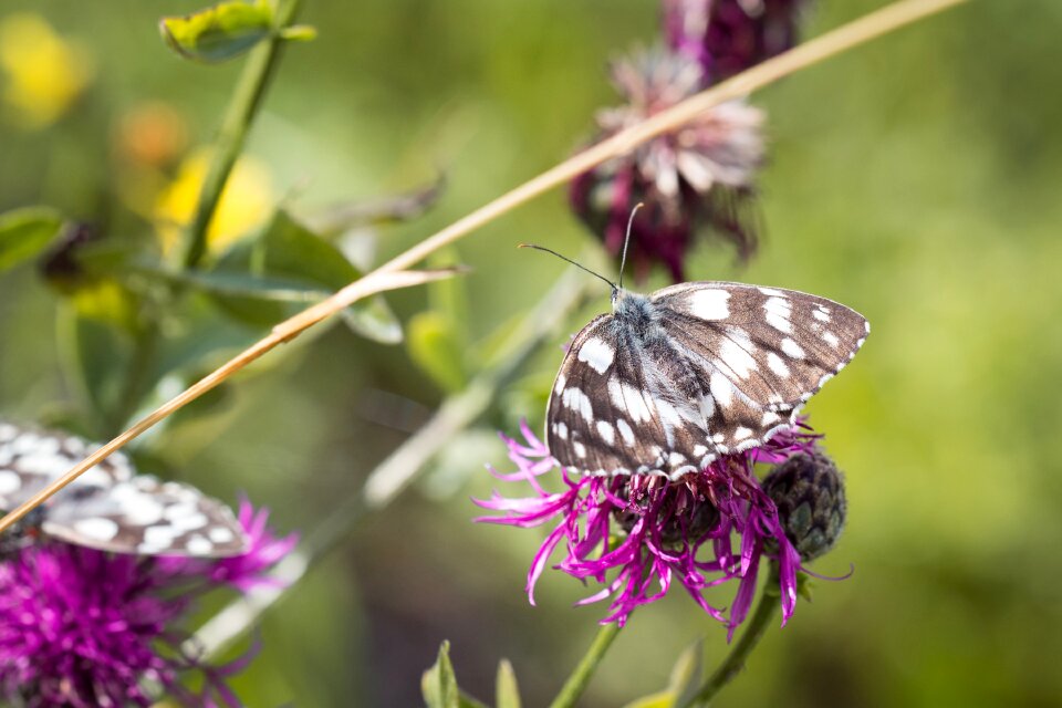 Colorful flower meadow butterfly flight insect