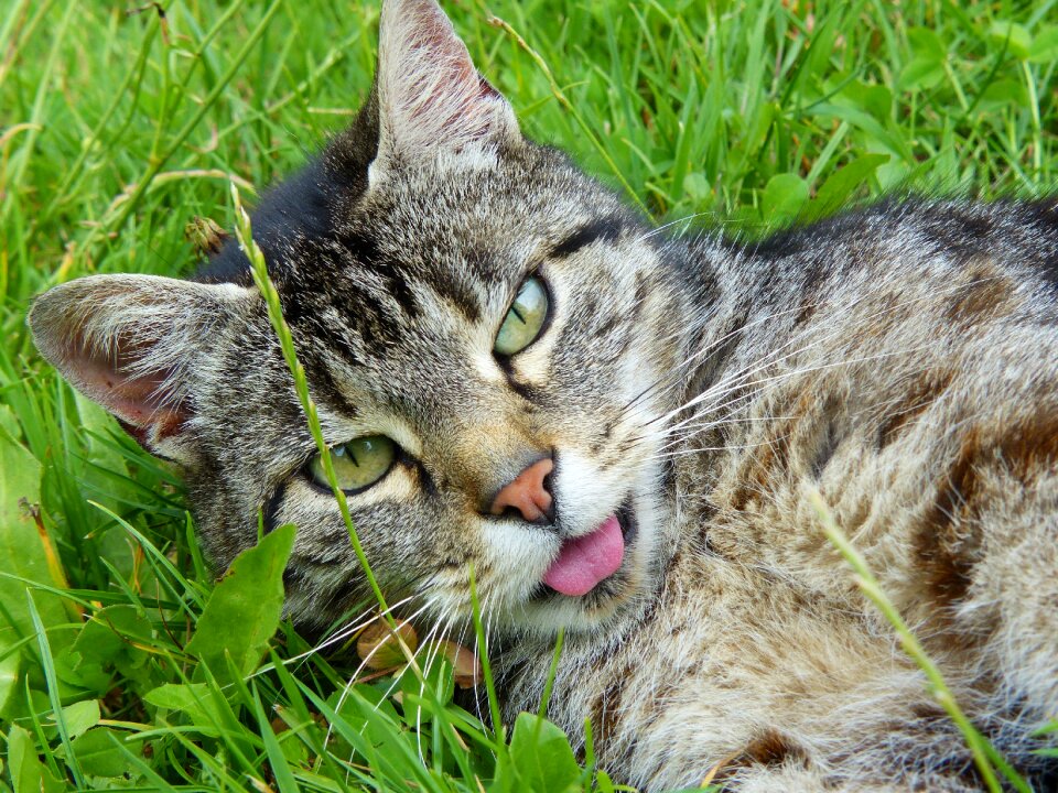 Fur pet cat portrait