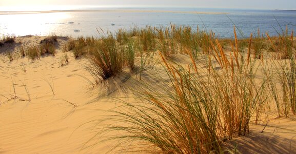 Sand dune sand beach atlantic coast
