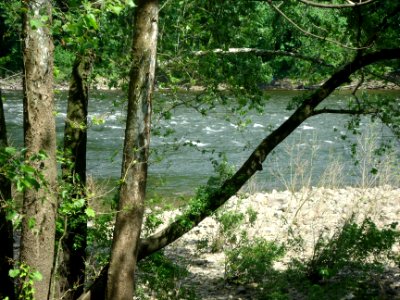 Delaware River view through trees at Forks Township PA