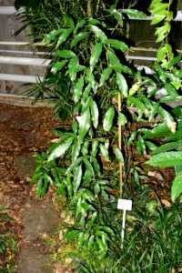Delavaya yunnanensis - Botanischer Garten, Dresden, Germany - DSC08632