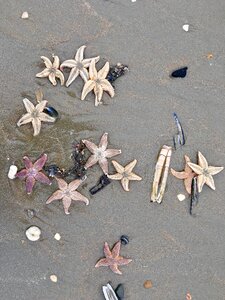 Sea sandy beach coast