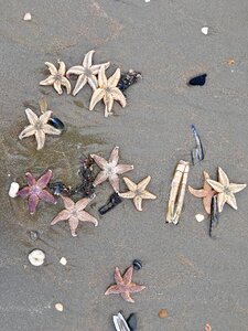 Sea sandy beach coast photo