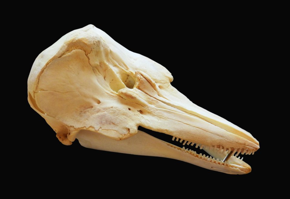 Delphinidae - cranium