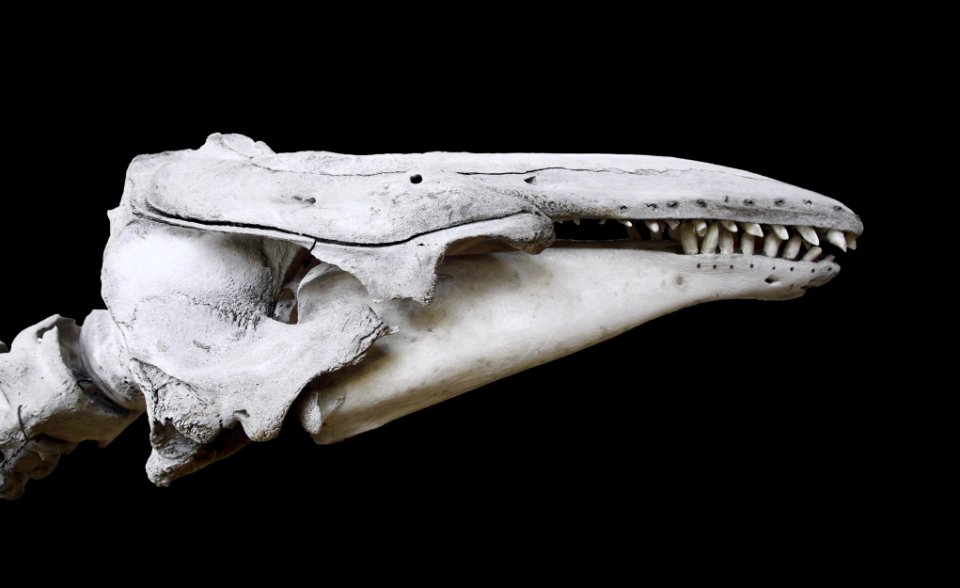 Delphinapterus leucas beluga MNHN
