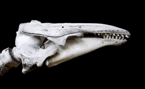 Delphinapterus leucas beluga MNHN photo