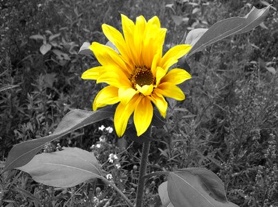 Black and white yellow flower black background