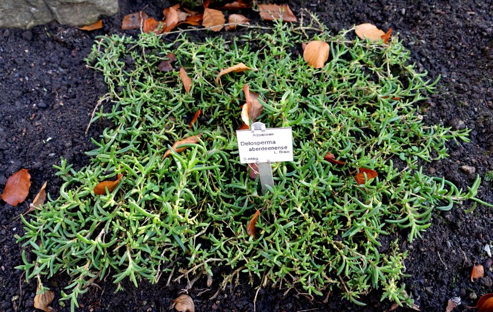 Delosperma aberdeenense - Botanischer Garten Braunschweig - Braunschweig, Germany - DSC04348