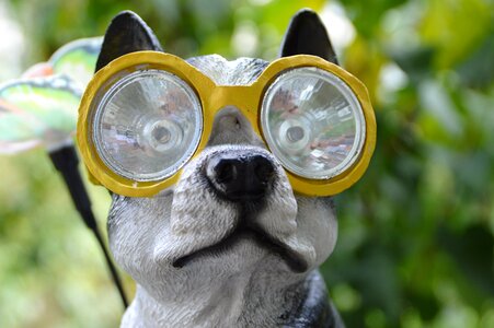Diving mask dog swimming pool