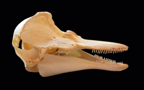 Delphinidae - cranium (lateral view)