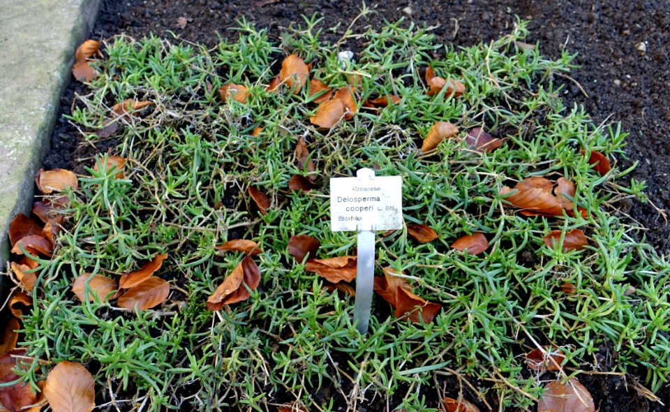 Delosperma cooperi - Botanischer Garten Braunschweig - Braunschweig, Germany - DSC04346