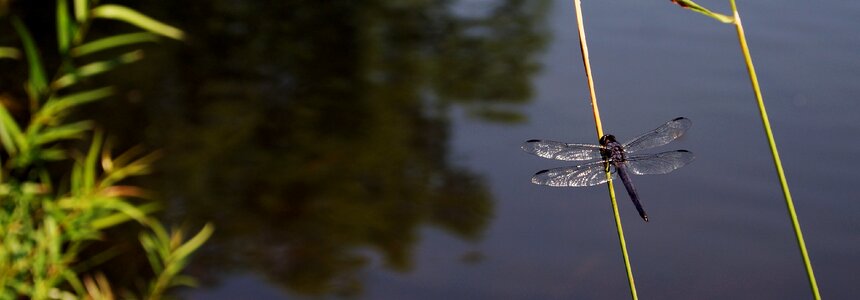 Dragonfly lake summer