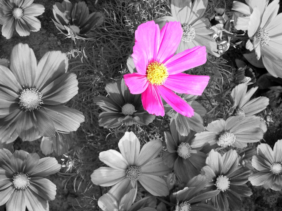 Cosmos black and white pink flower