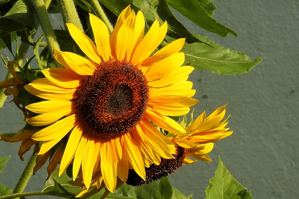 Yellow helianthos summer flower