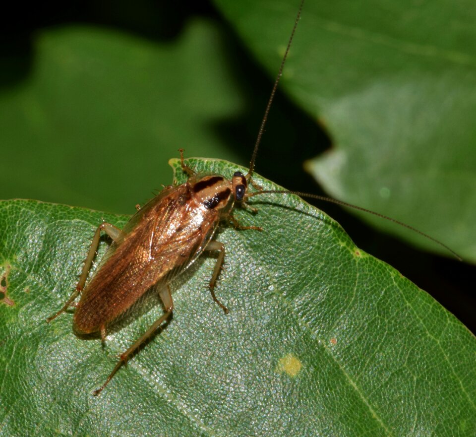 Insect bug insectoid