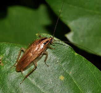 Insect bug insectoid photo