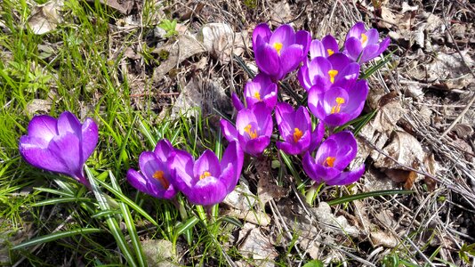 Flower spring nature