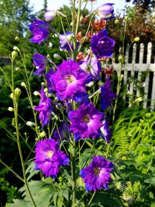 Delphinium - Arlington, MA