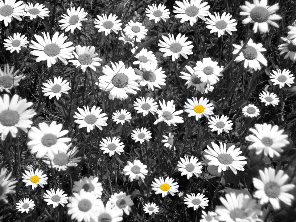 Flowers meadow margerite sea of flowers