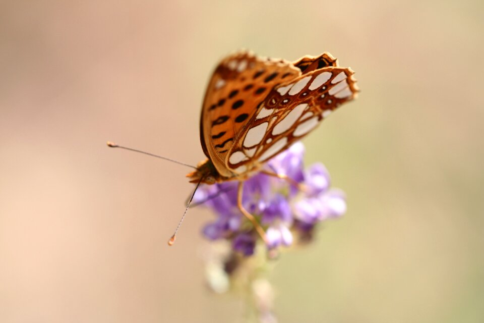 Wing close macro photo