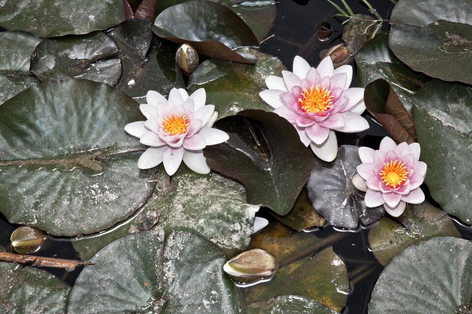 Nuphar pond nature