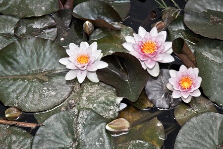 Nuphar pond nature