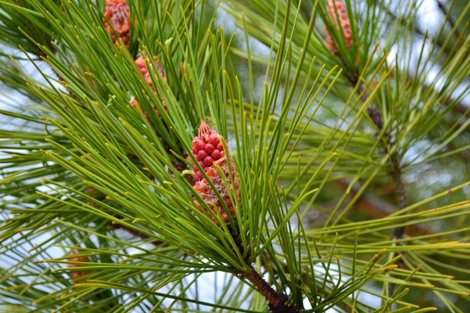Points pinecone maritime pine