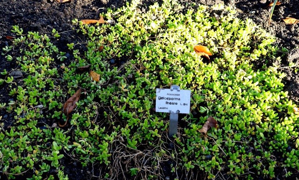 Delosperma lineare - Botanischer Garten Braunschweig - Braunschweig, Germany - DSC04350