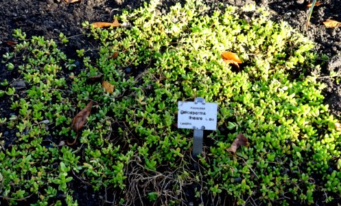 Delosperma lineare - Botanischer Garten Braunschweig - Braunschweig, Germany - DSC04350