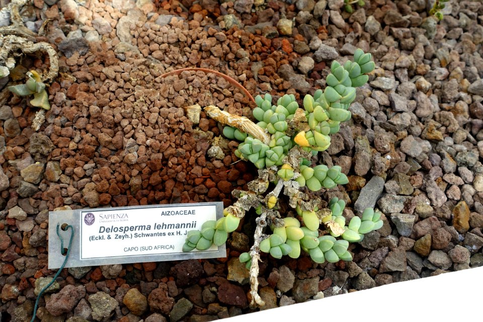 Delosperma lehmannii - Orto botanico - Rome, Italy - DSC00023