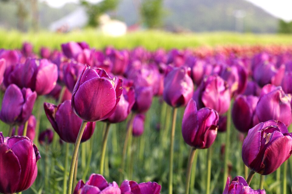 The beauty natural purple petals