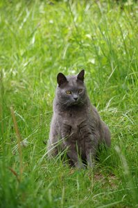 Cat carthusian pets