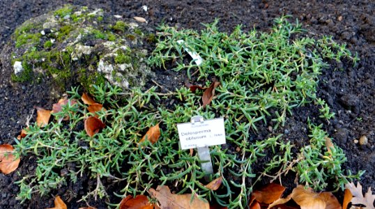 Delosperma obtusum - Botanischer Garten Braunschweig - Braunschweig, Germany - DSC04347