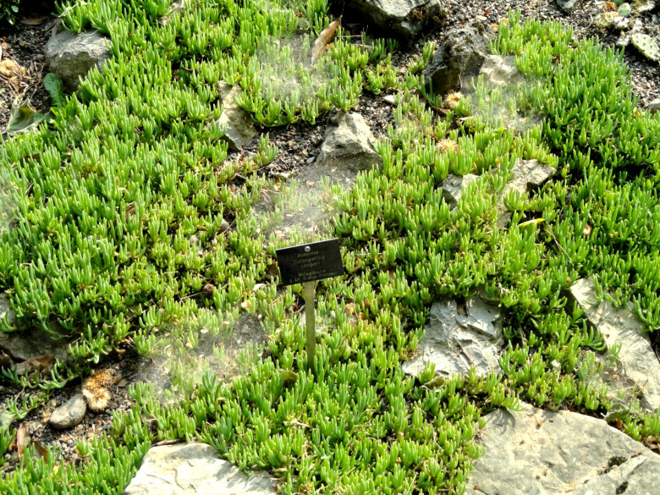 Delosperma cooperi - Botanischer Garten Freiburg - DSC06446