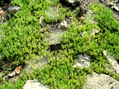 Delosperma cooperi - Botanischer Garten Freiburg - DSC06446