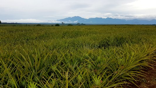 Del Monte Pineapple field at Camp Philips, Bukidnon, Philippines 03