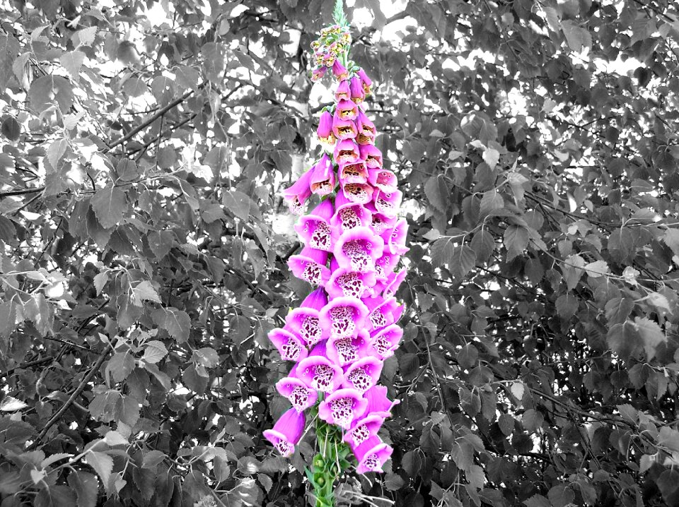 Pink digitalis purpurea black and white