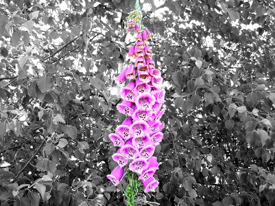 Pink digitalis purpurea black and white