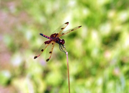 Dragonfly lake summer