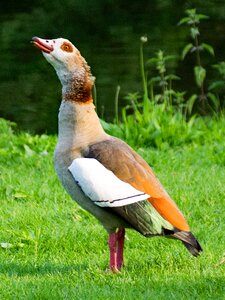 Bird birds animals