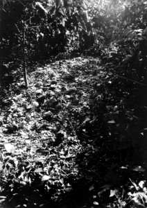 Del av kökkenmödding (shell mound) vid boplats 3. Pearl Islands. Panama - SMVK - 004174