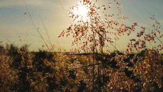 Sun nature grass