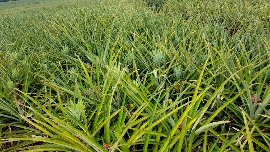 Del Monte Pineapple field at Camp Philips, Bukidnon, Philippines 02