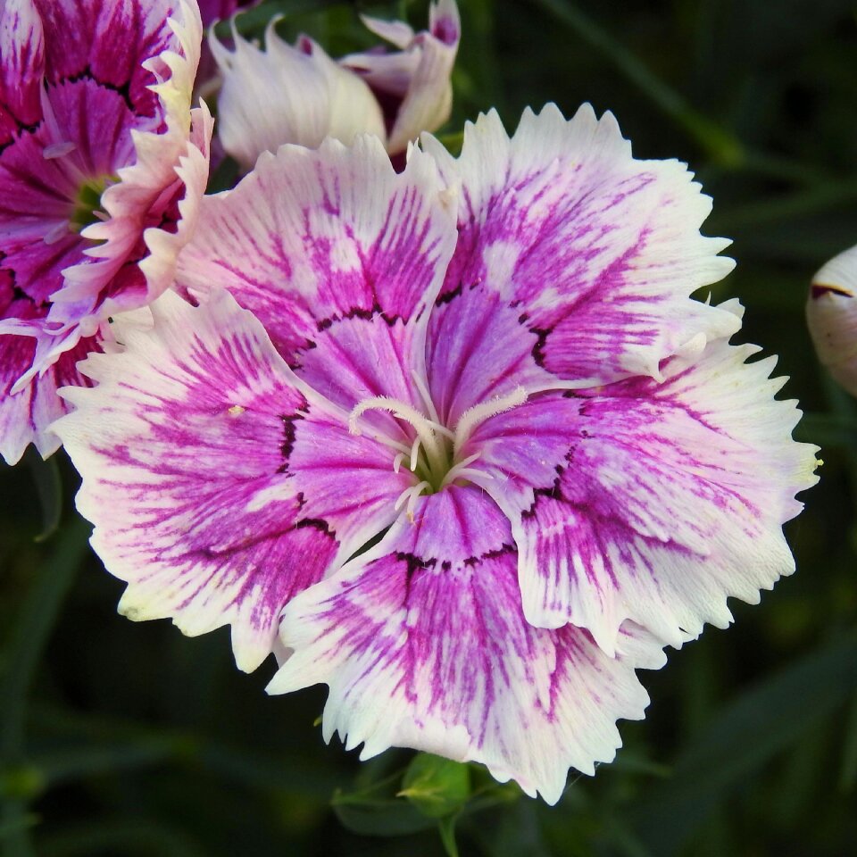 Flower carnation flora photo