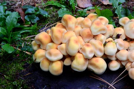 Orange sponge macro mushroom picking