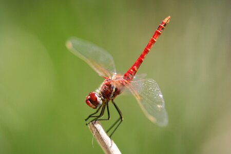 Wing red insect photo